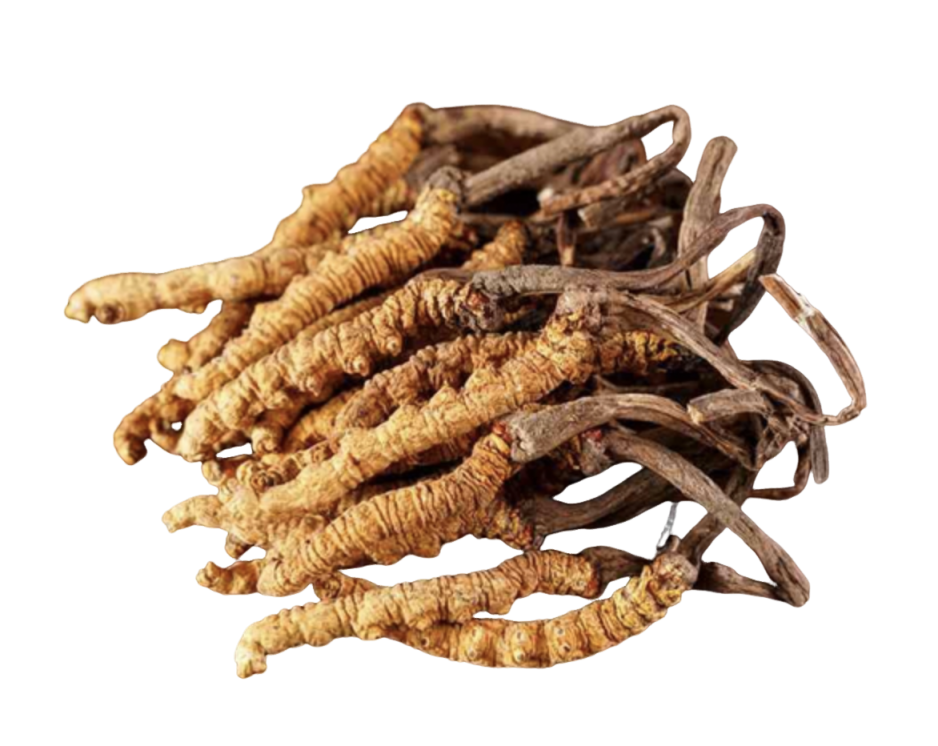 Cordyceps Extract Manufacturer