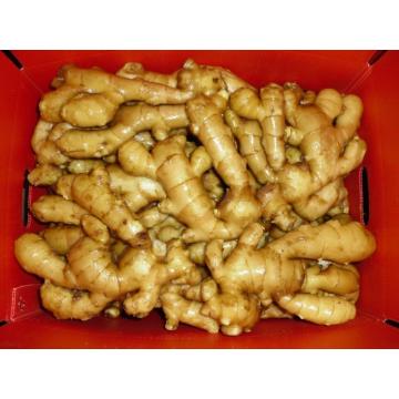 Fresh Ginger 50g și peste