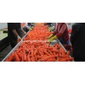 carota fresca dolce 2020