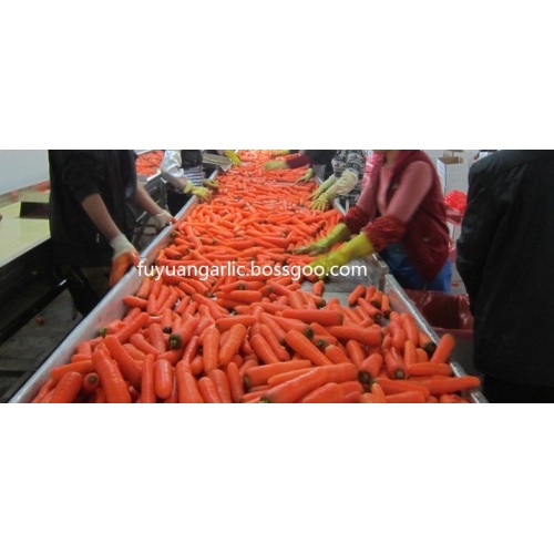 carota fresca dolce 2020