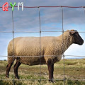 Farmzaundrahtrötchen Rinderzaun auf Farm