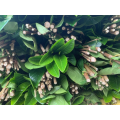 গার্ডেনিয়া চকচকে সবুজ পাতা