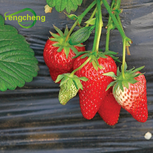 LDPE 15micron black plastic mulching for strawberry