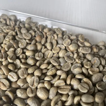 Sarchimor Chocolate Flavor Coffee Beans