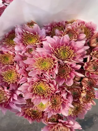 strawberry smoothie pompon Mum