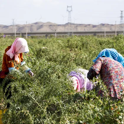 Red Power QIZITO Healthycare Healthycare Food Certificated Zhongning Free Sample Goji