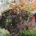 Malha de alpinista de jardins pesados