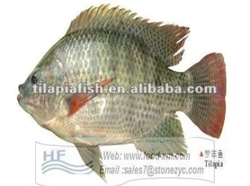frozen seafood tilapia hot sell whole round tilapia