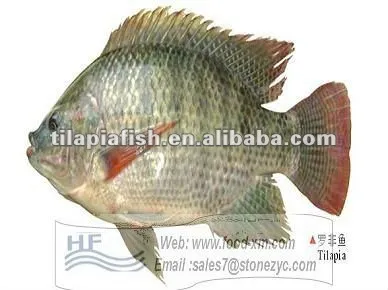 frozen seafood tilapia hot sell whole round tilapia