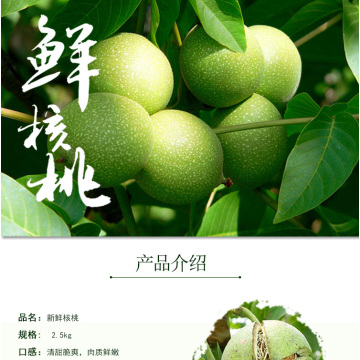 Premium Ceviz Çekirdeği Taze Hasat