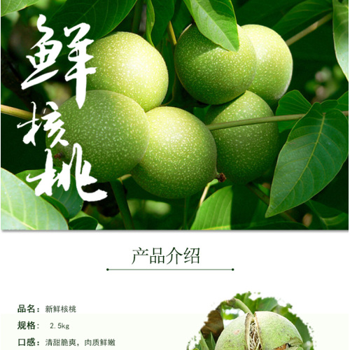 Premium Ceviz Çekirdeği Taze Hasat