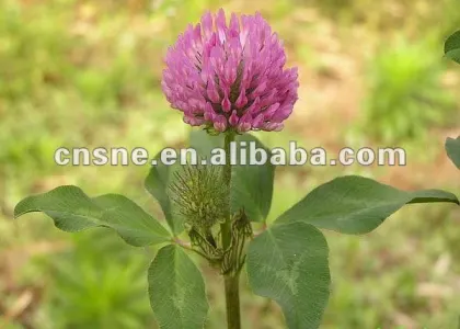 Red Clover Herb Extract