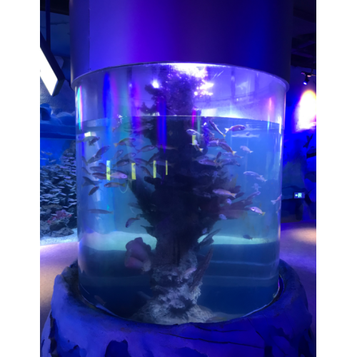 Akrilik akvaryumda büyük akrilik silindirli balık tankı