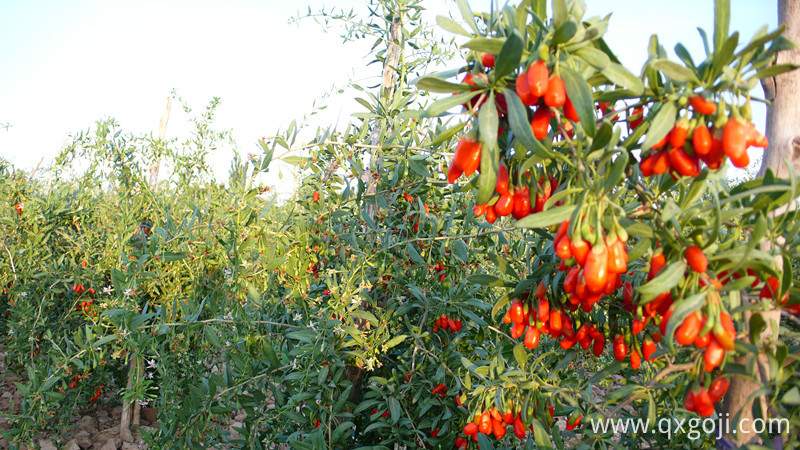 Goji Berry Juice