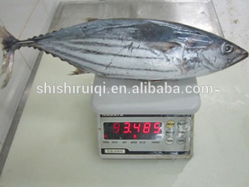 2016 Super Frozen Fish Skipjack Tuna 1.8kg up