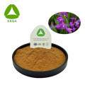 Bletilla Tuber Extract Pulver 10: 1