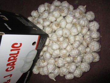 Fresh Pure White Garlic