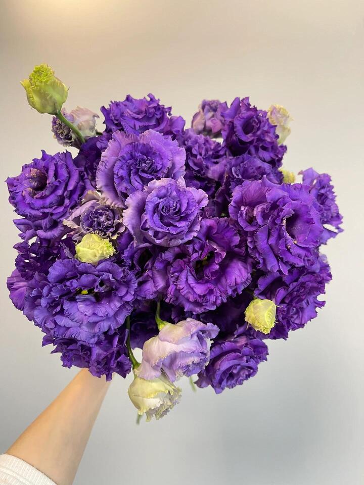 Wave Dark Purple Lisianthus