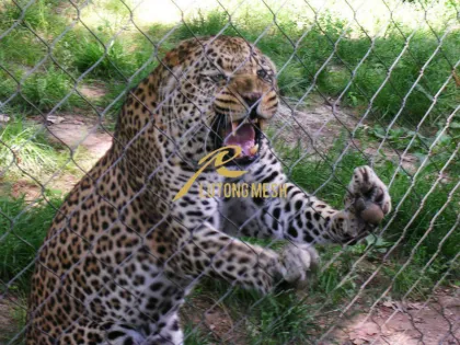 Stainless steel rope mesh/zoo fence/zoo mesh