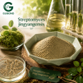 المواد الثقافية للبكتيريا السبحية Jingyangensis Actinomycete