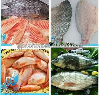 Frozen tilapia