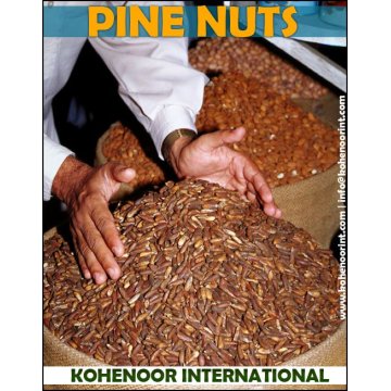 PINE NUTS IN SHELL