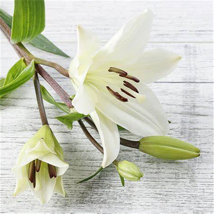 1kg lily essential oil natural