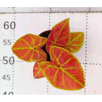 在庫のCaladium Bazhuayu