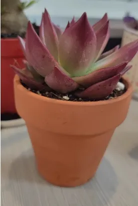 Red Terracotta Ceramic Clay Flower Pot for Succulents