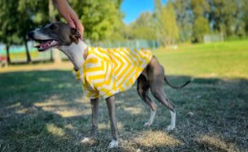 Cute Dog Sweater for Autumn