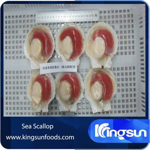 Sea scallops with roe on