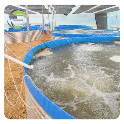 RAS Aquaculture Systems for Tilapia, Catfish, and Shrimp