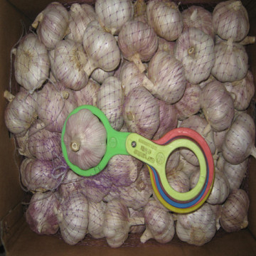Normal White Fresh Garlic with 4.0cm