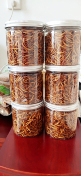 high protein from the mealworm