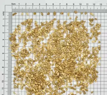 Good Quality Dehydrated Dried Ginger Granules