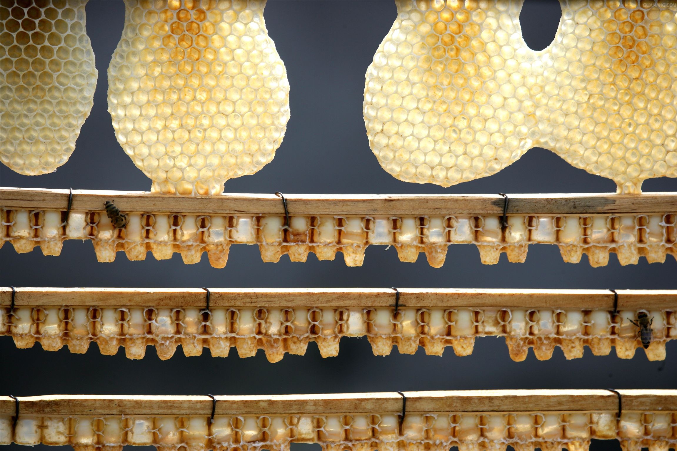 Fresh royal jelly