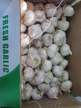 Crop 2020 Fresh Normal Garlic