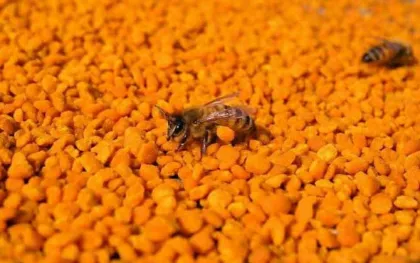 Camellia Bee Pollen