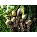 Premium Anti-Aging Brassica Rapa Extract Brassica Extract