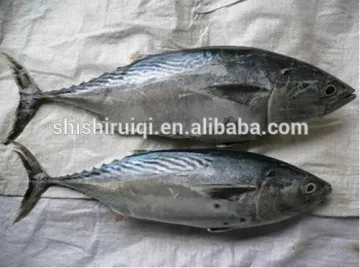 Newly caught WR frozen bonito tuna