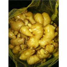 Hot sales10kg mesh bag Anqiu fresh ginger