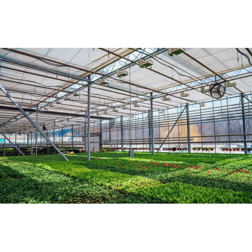 Corn Steep Liquor ( Solids Content 60%)