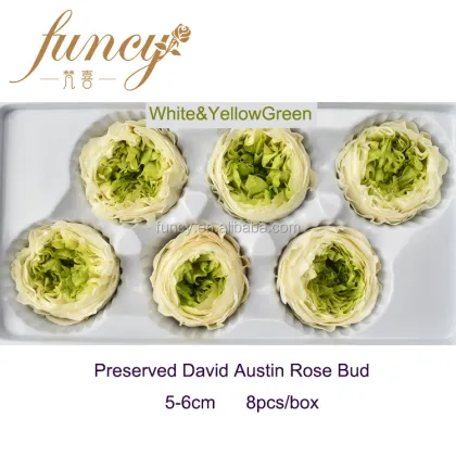 5-6 cm Natural Preserved David Austin Rose Flowers