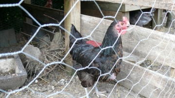 Deer control fence mesh