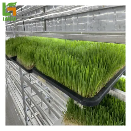 40ft Container Farm Greenhouse: Smart Farming for Grass