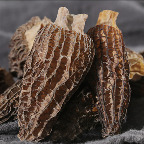 Morels4