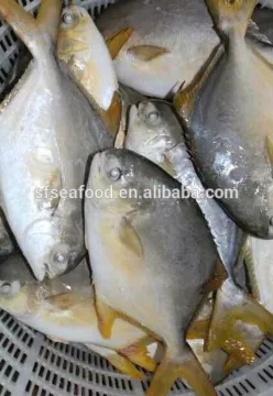 Seafood Frozen Golden Pomfret Fish