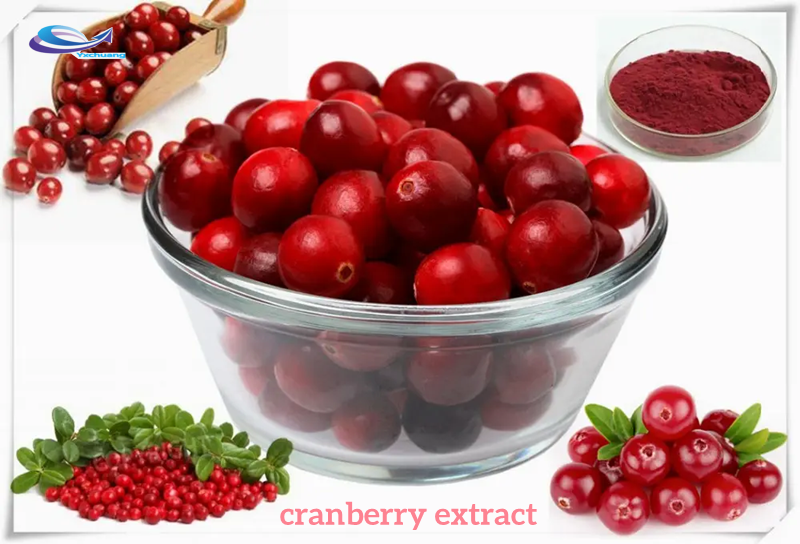 Buy cranberry extract