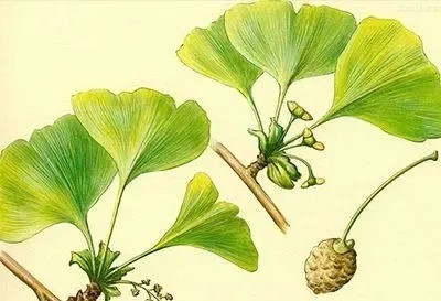 Ginkgo Exract (7)