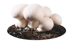 Fresh Delicate Champignon Mushroom